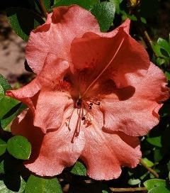 Hilda Niblett Evergreen Azalea (Robin Hill Hybrid), Rhododendron x 'Hilda Niblett'